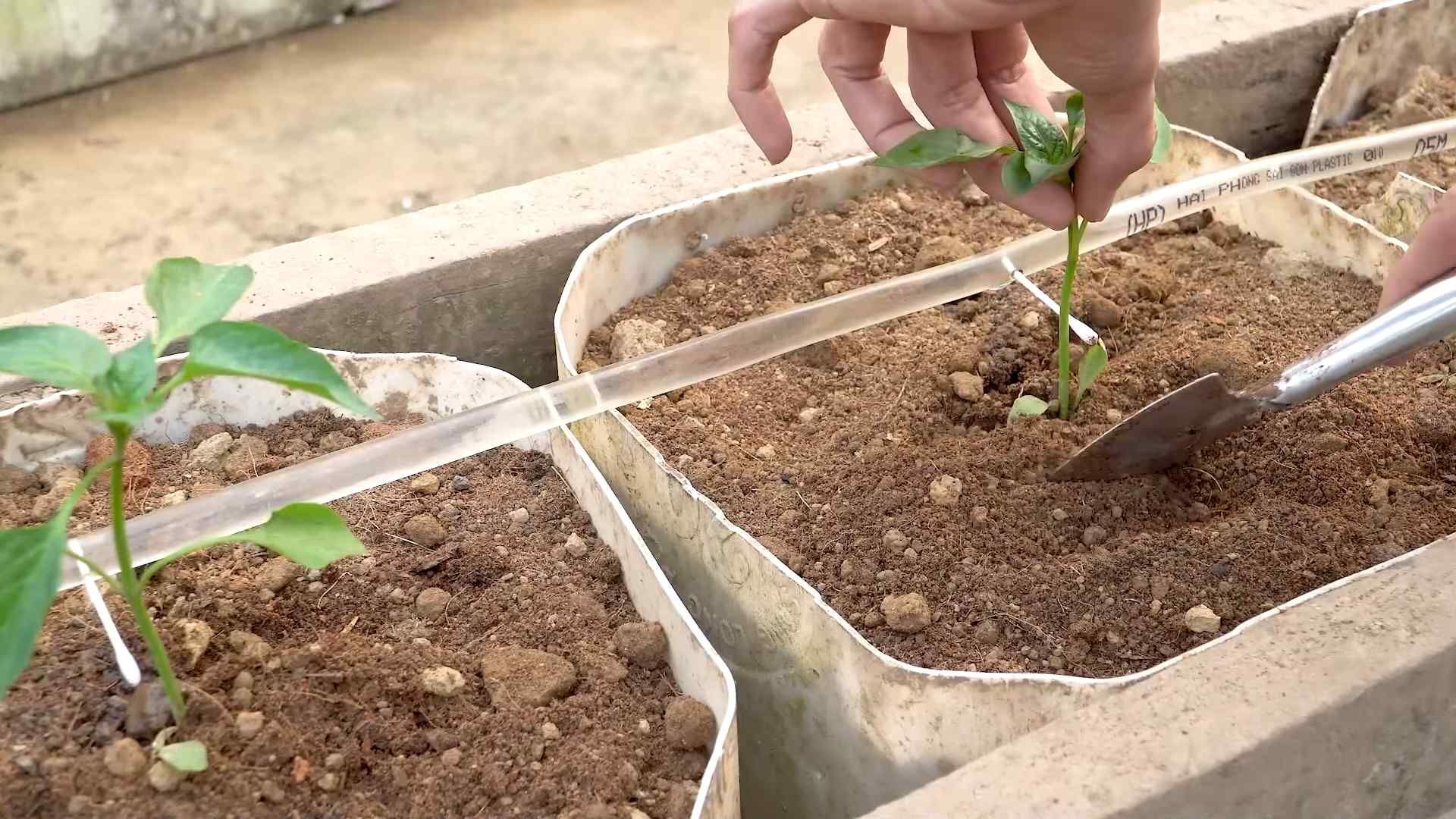 Paprika Anbau Kleiner Raum
