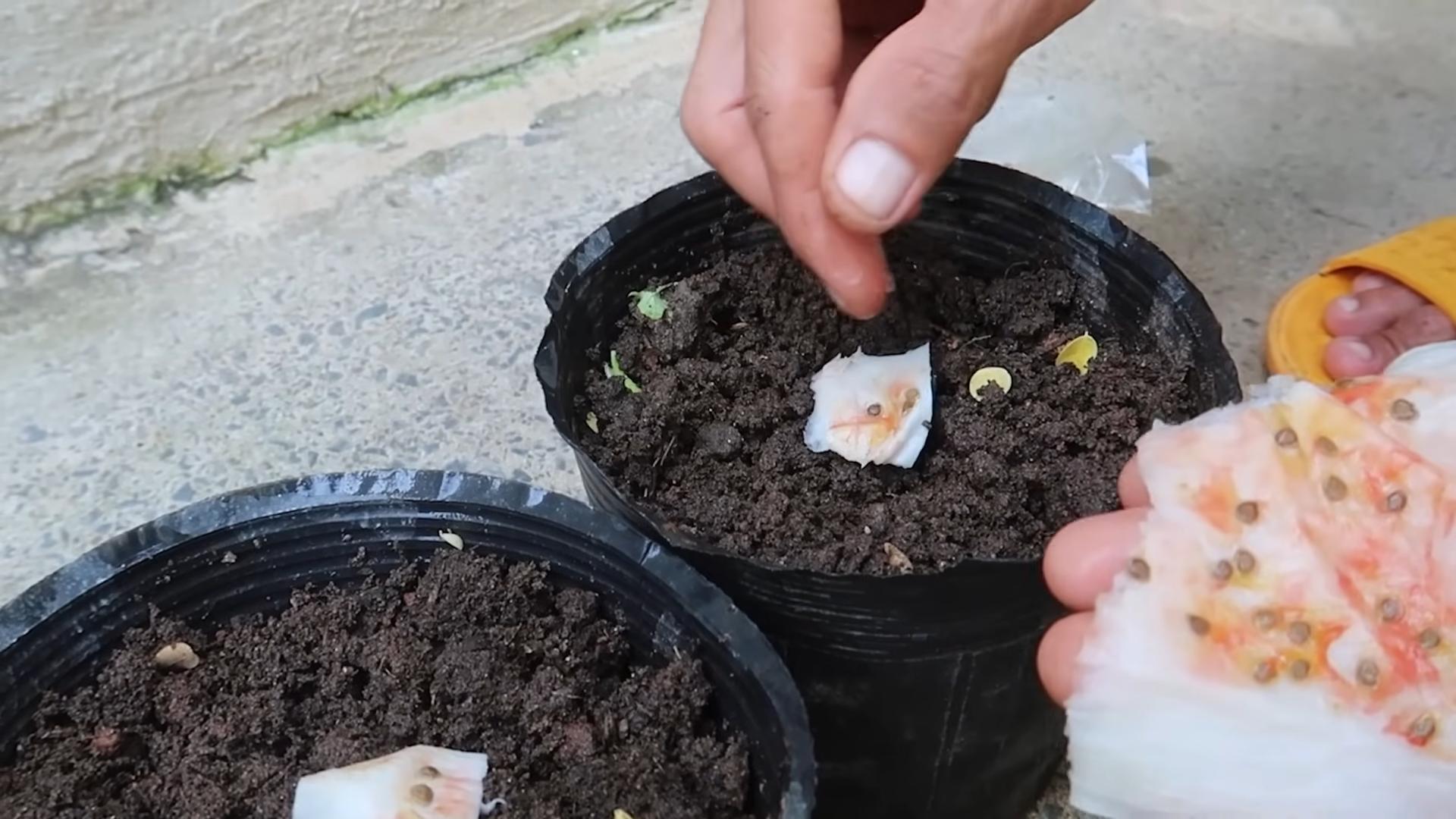 Tomatenanbau in der Wohnung