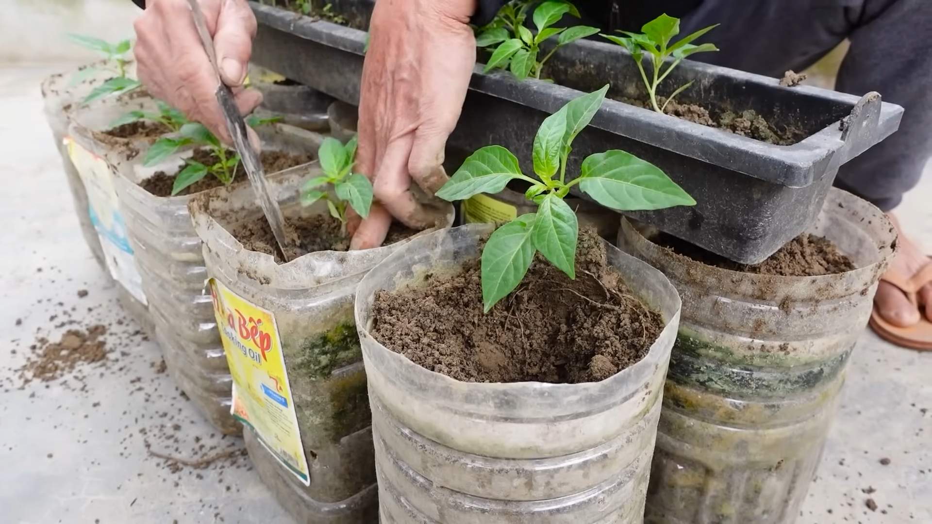 Drachenfrucht Anbau Tipps