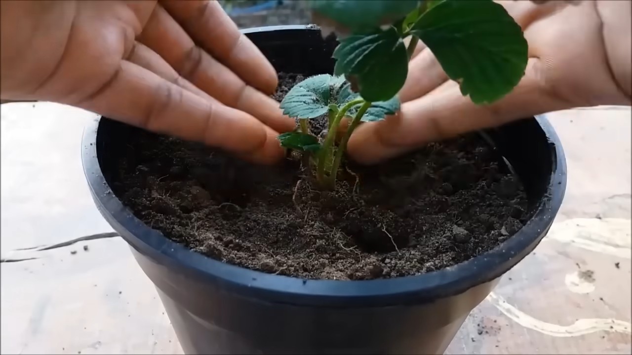 Erdbeeren anbauen ohne Garten