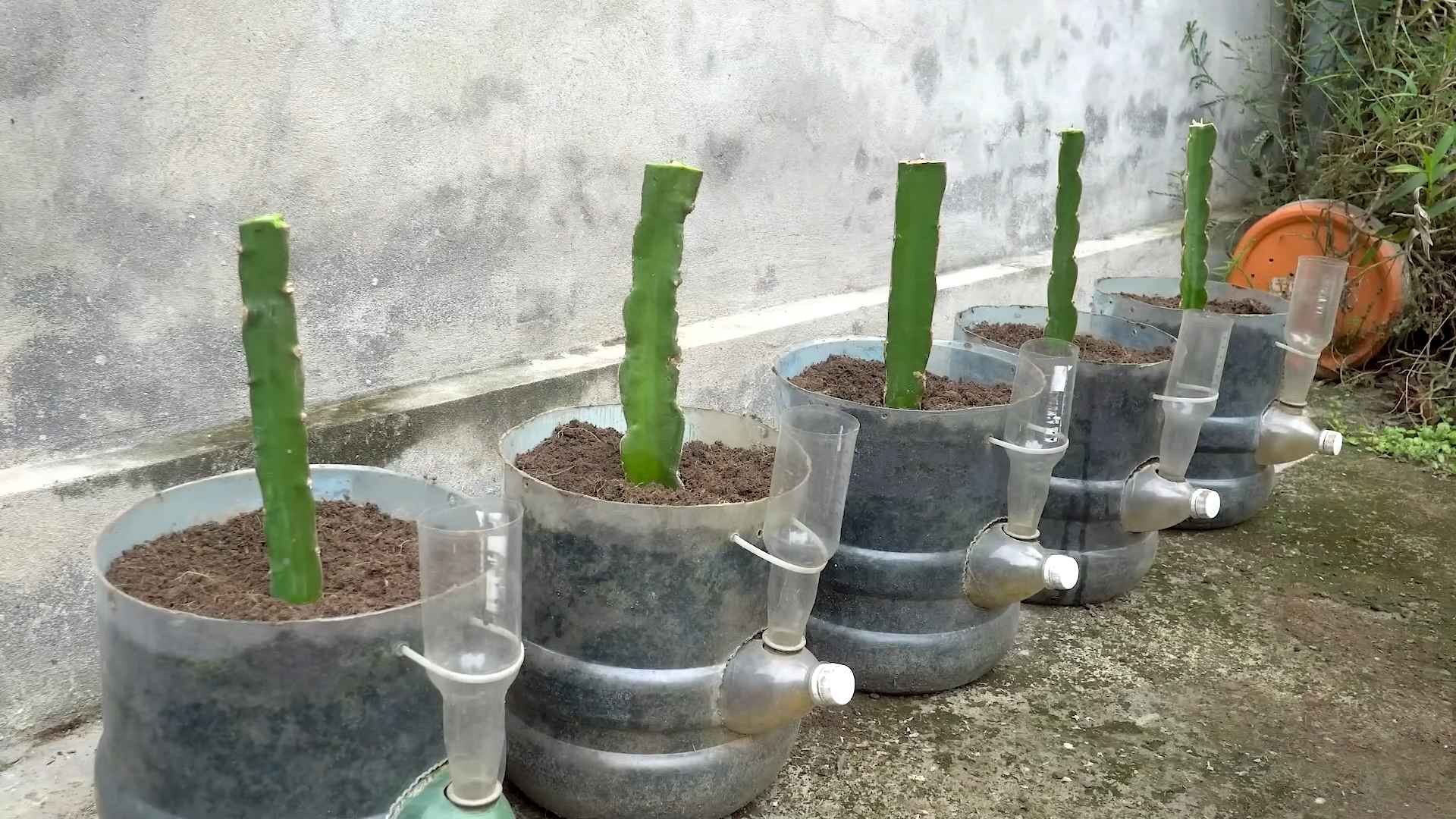 Drachenfrucht Anbau Zuhause