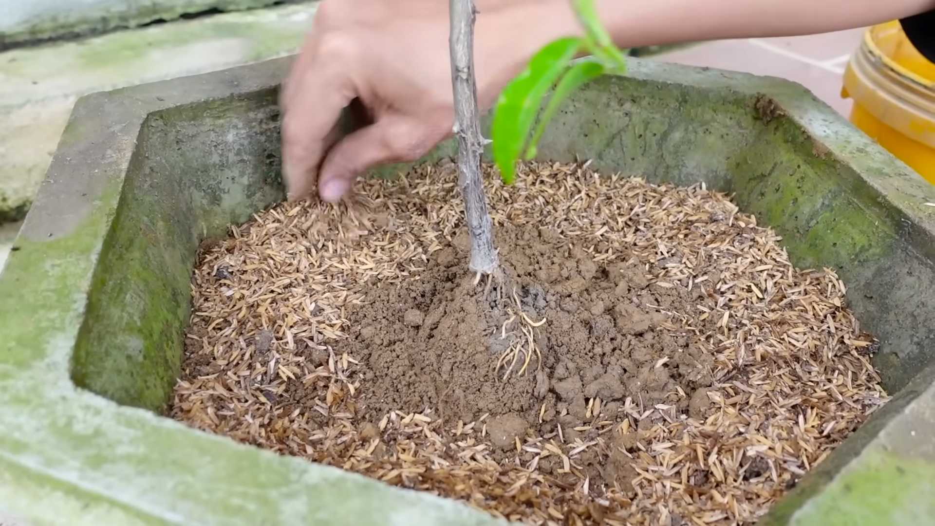 Kalamansi Anbau Anleitung