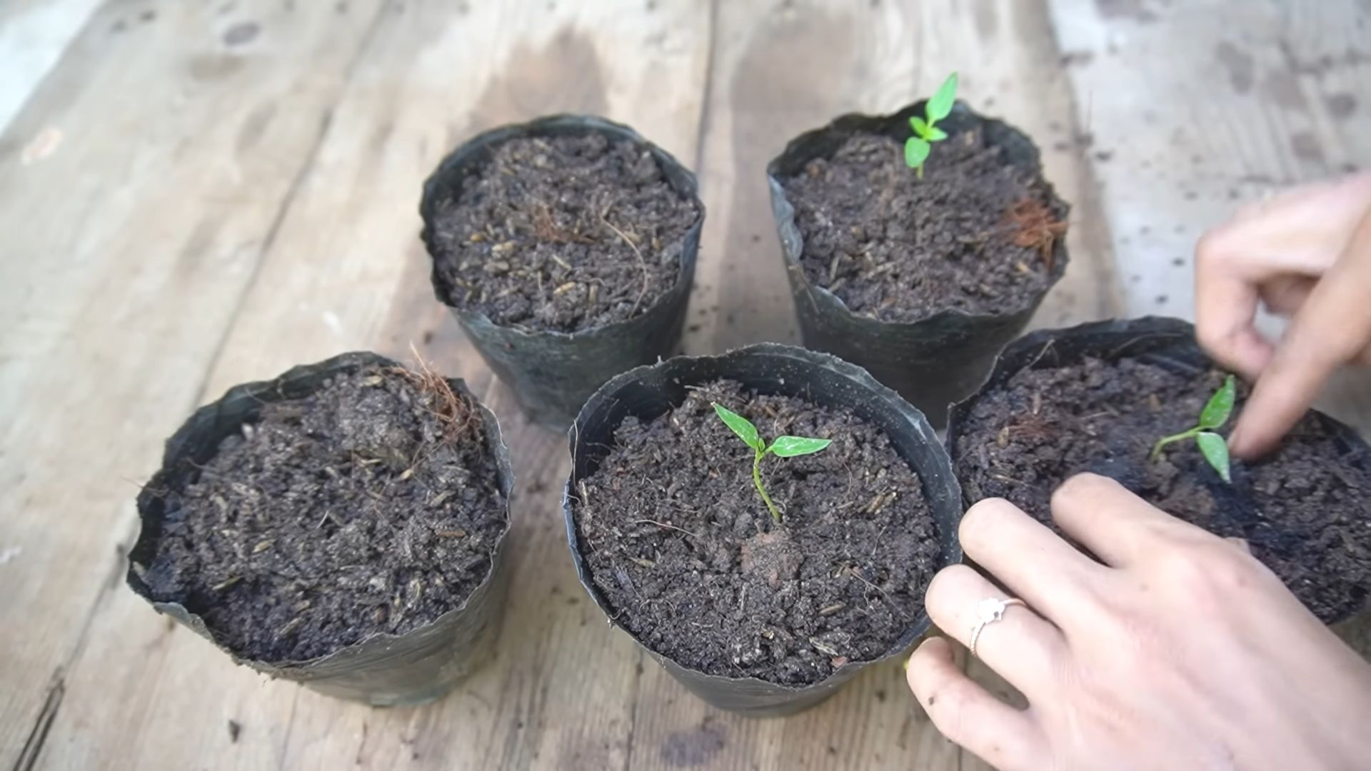 Lila Paprika Anbau Anleitung