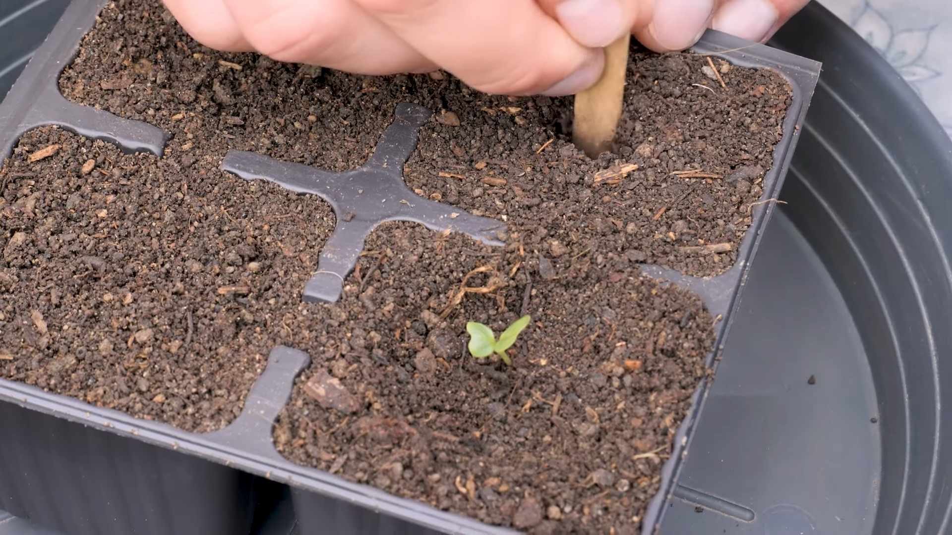 Romanesco Blumenkohl Zubereitung