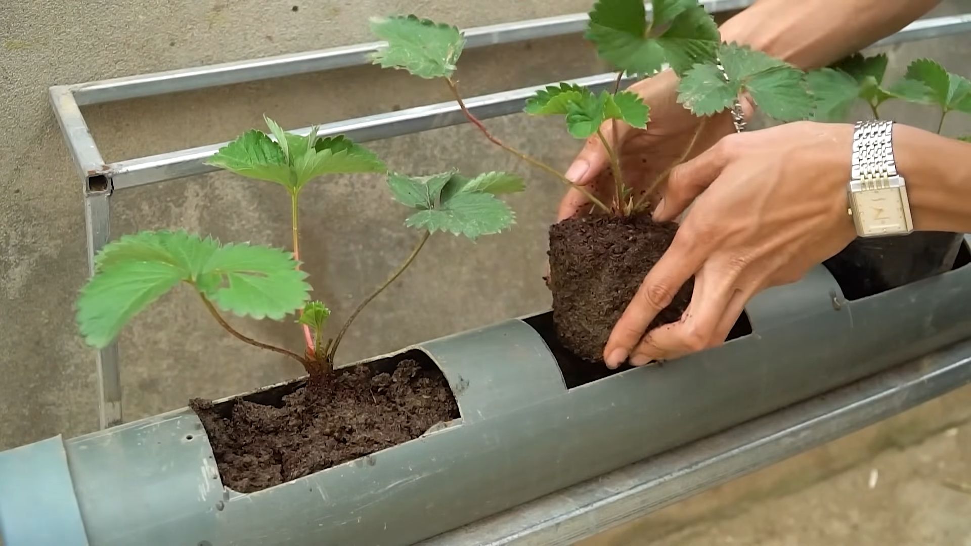 Erdbeeren ohne Bewässerung anbauen
