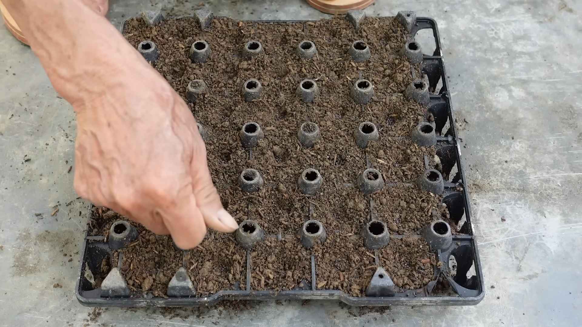 Napa Kohl im Garten anbauen