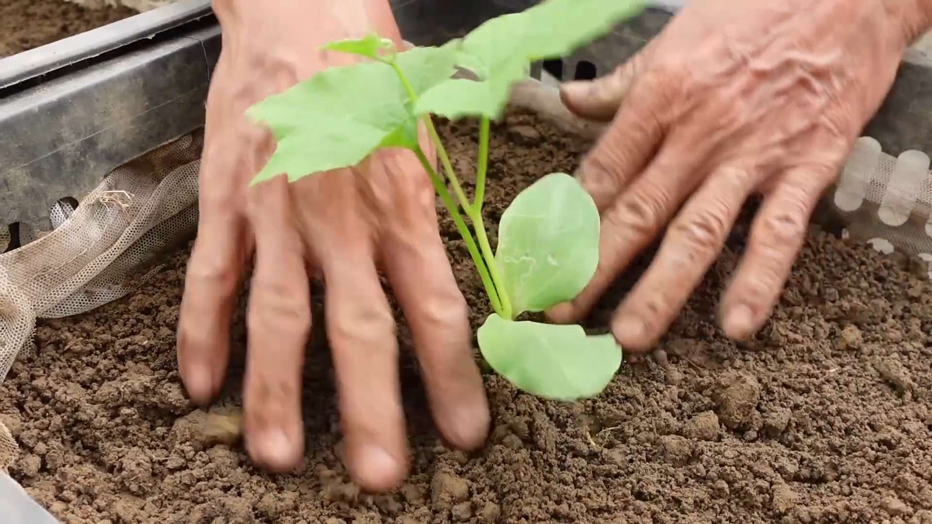 Luffa Gurke selber anbauen