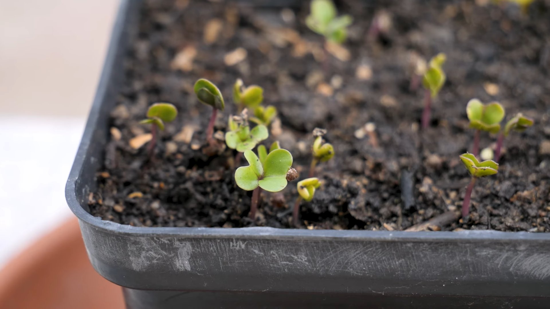 Rosenkohl Anbau Kleiner Raum