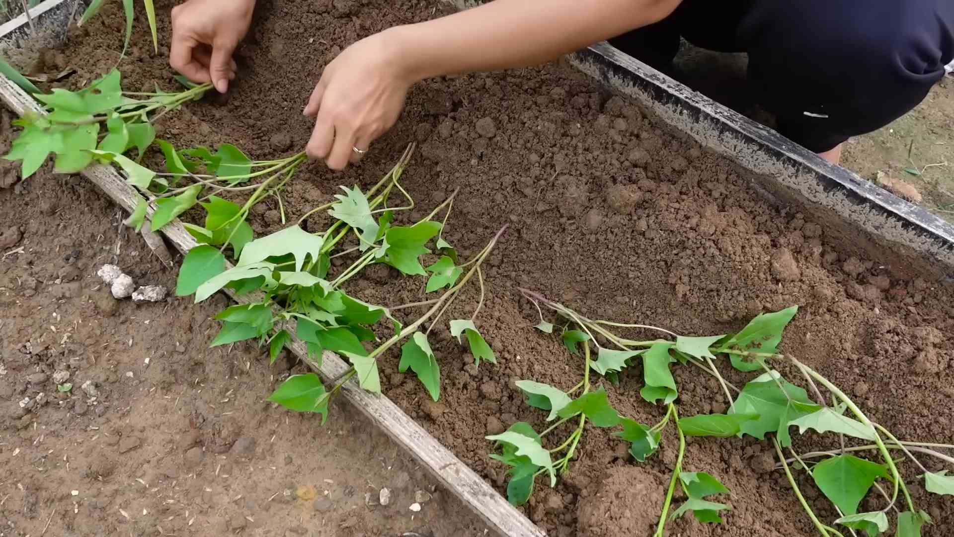 Süßkartoffeln Anbau Garten