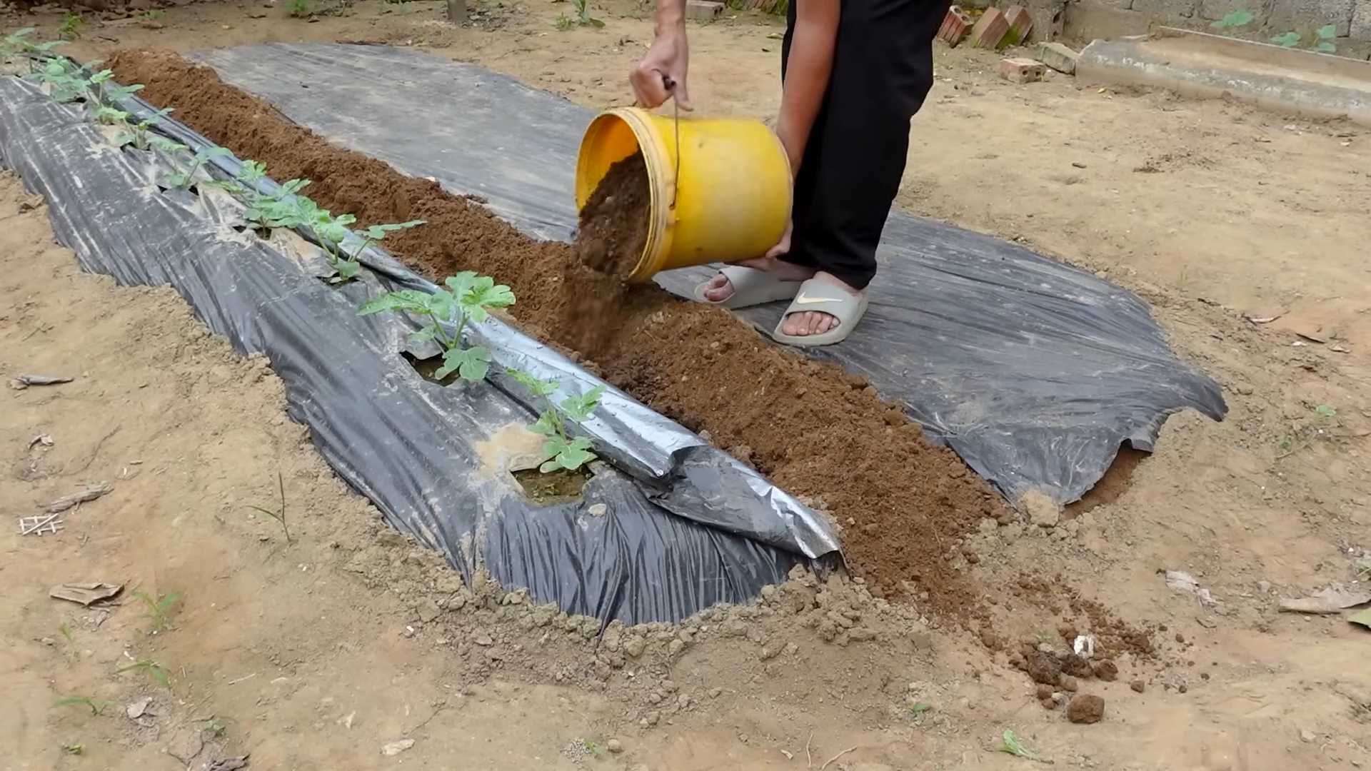 Wassermelone Anbauen Tipps Garten