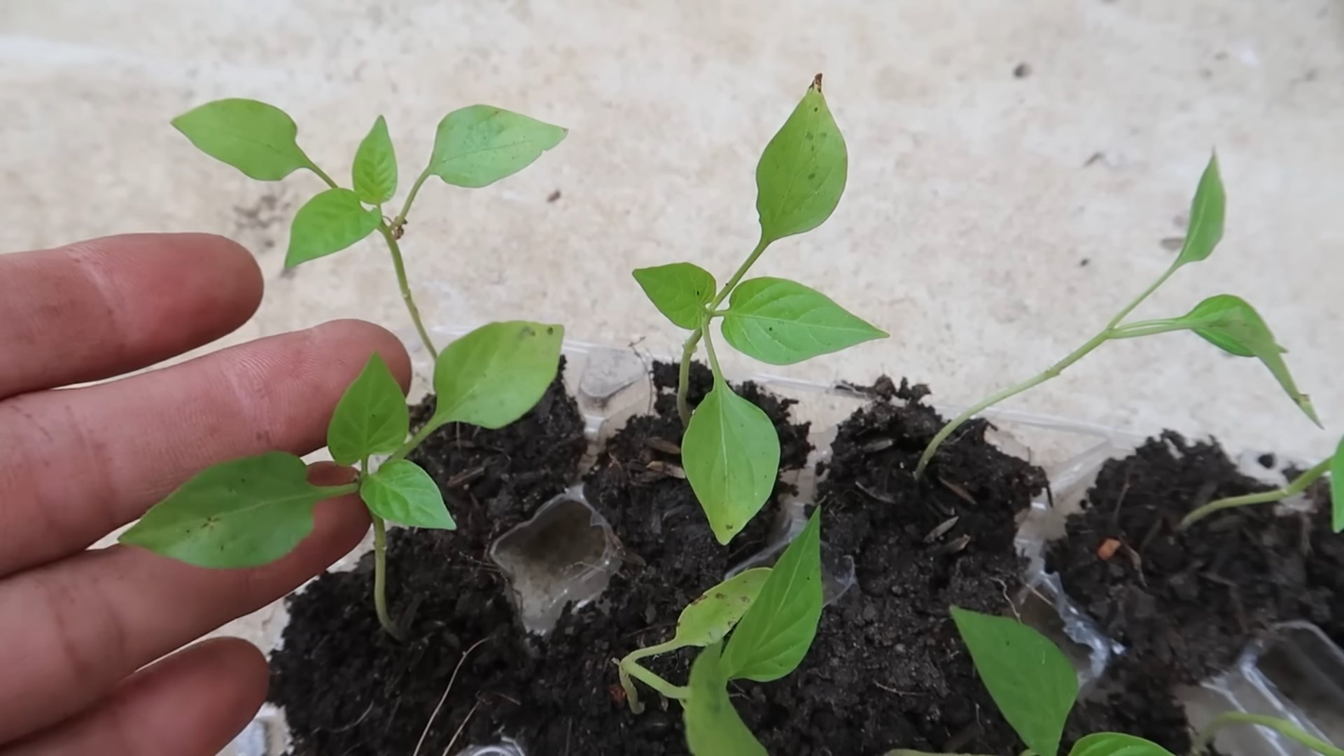 Paprika Anbau Plastikflaschen