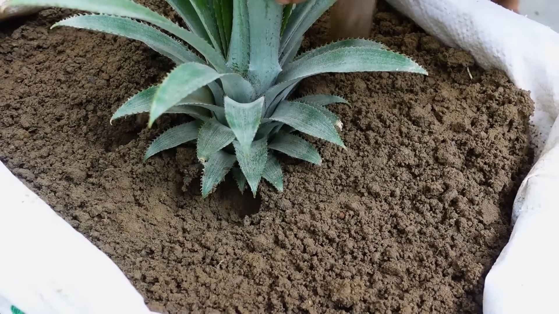 Ananas schneller ziehen