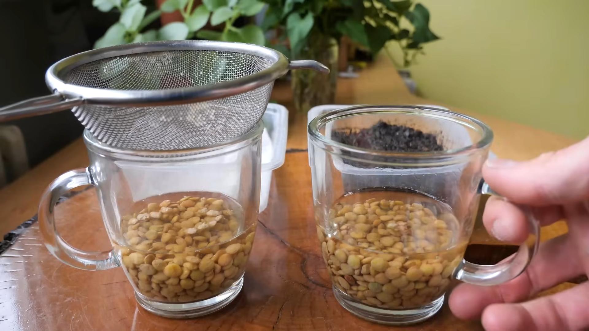 Microgreens Anbau DIY