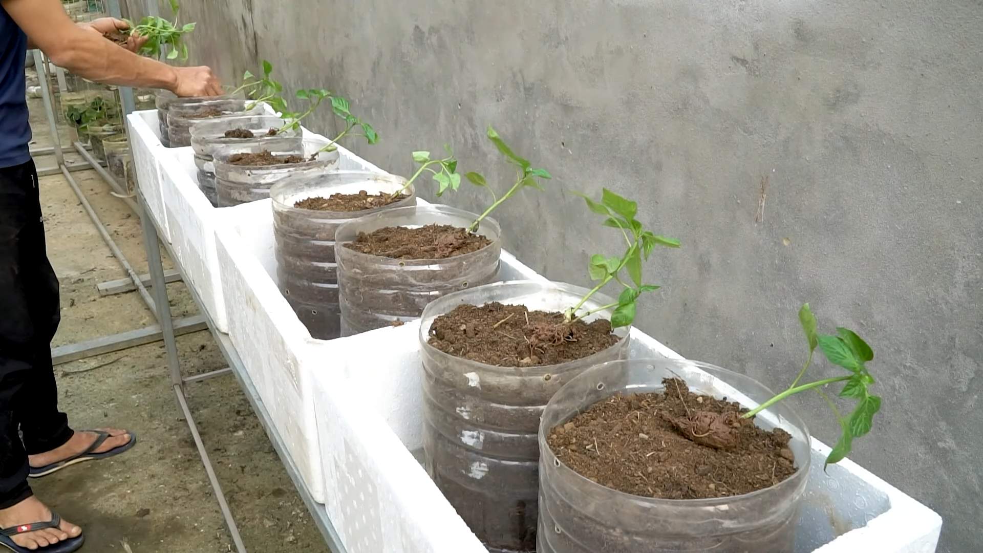 Seltene Paprika selber ziehen
