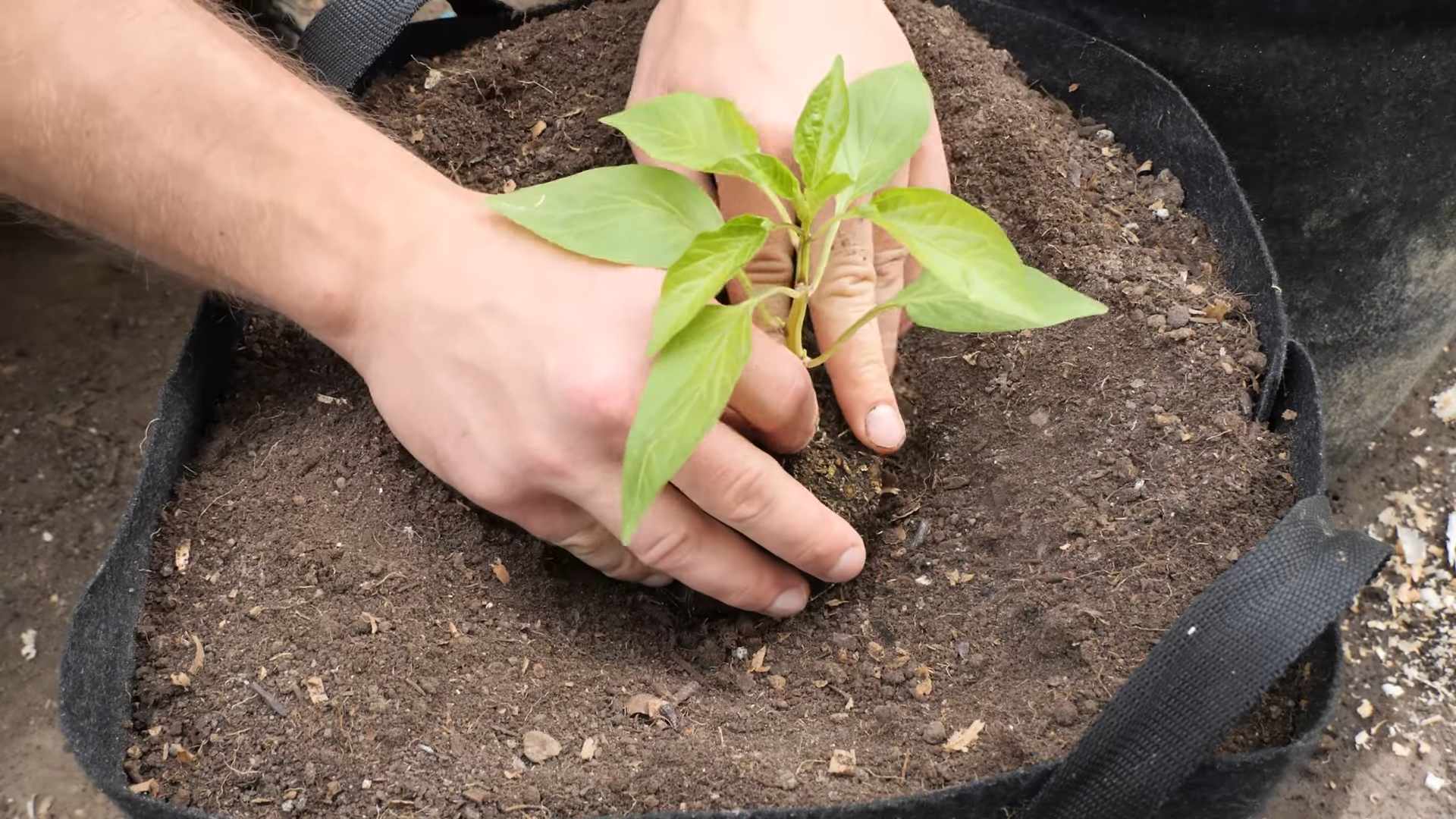 Paprika anbauen ohne Garten