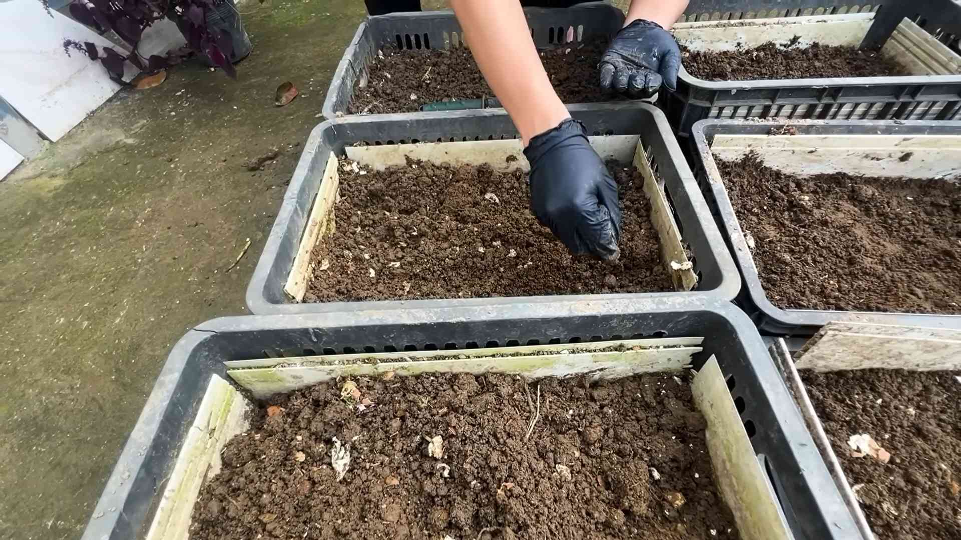 Karotten anbauen ohne Garten