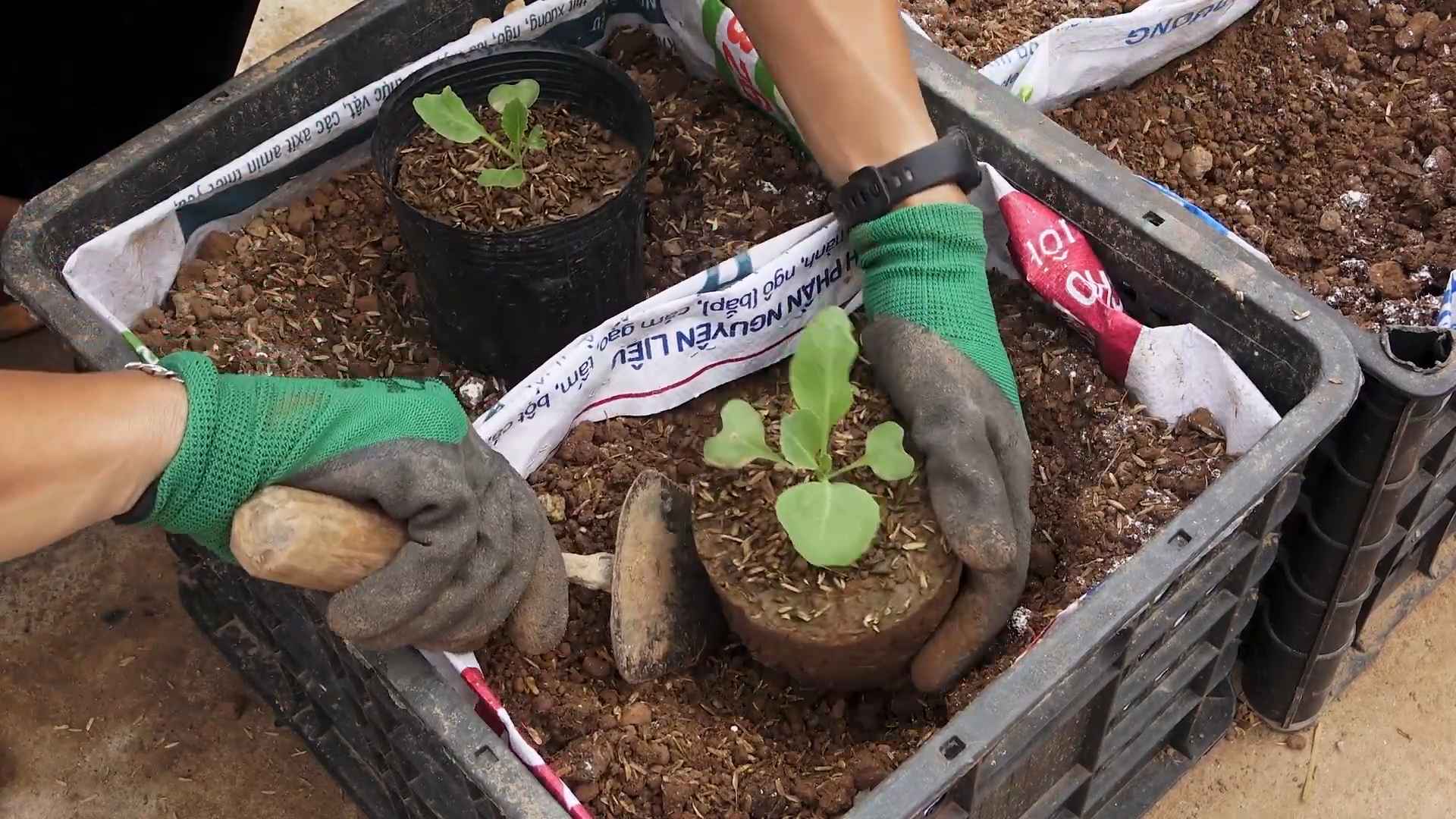 Kohl Anzucht Einfache Anleitung