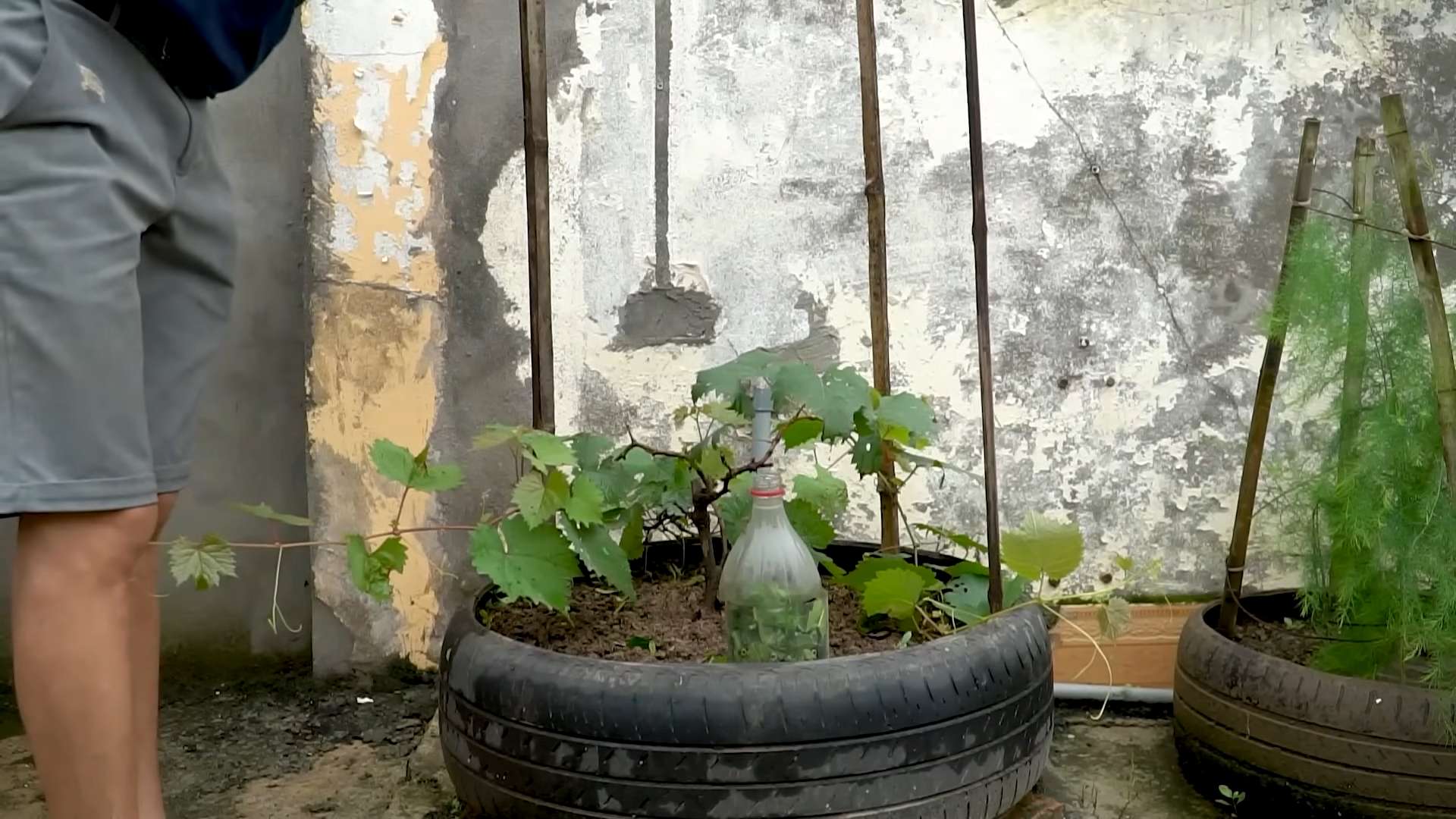 Weinreben Anbau Reifen