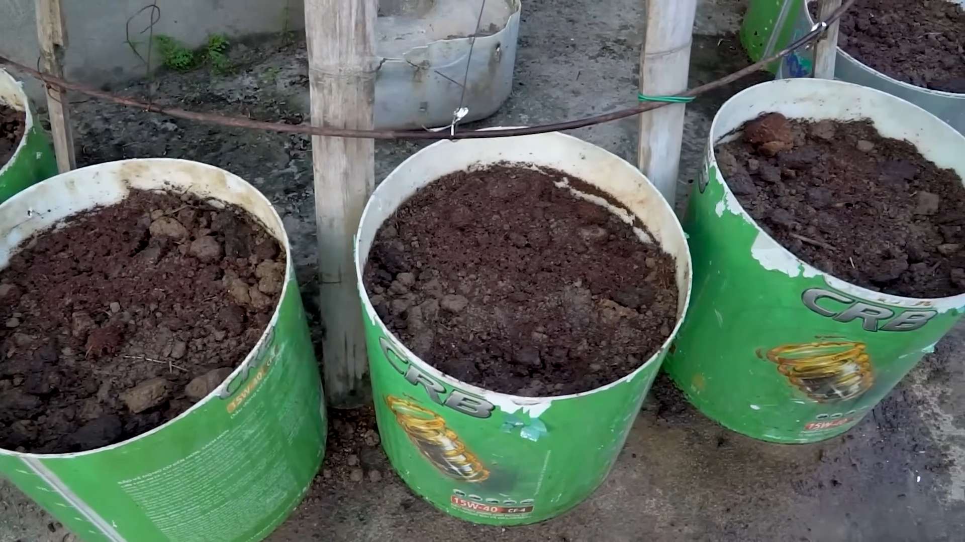 Bohnen Anbauen Kleiner Garten
