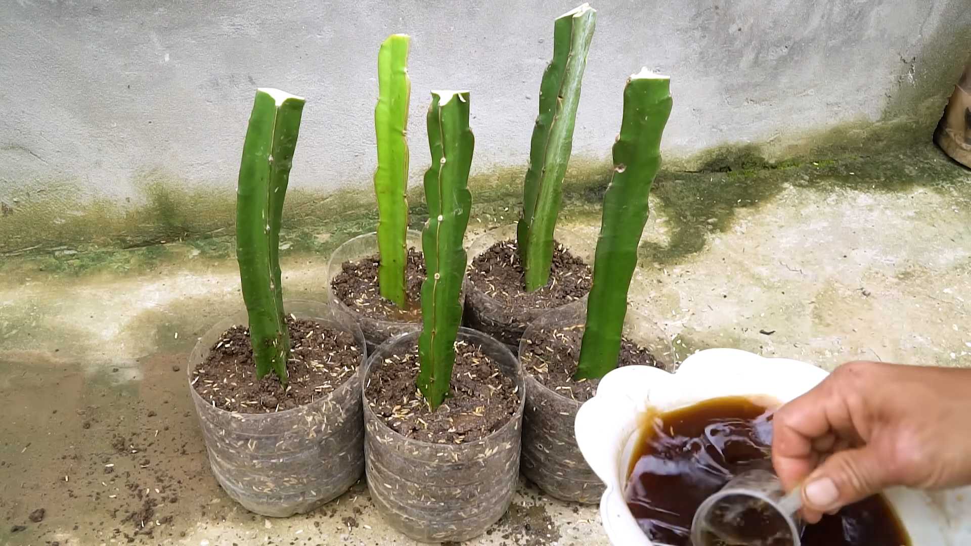 Drachenfrucht Anbau Tipps
