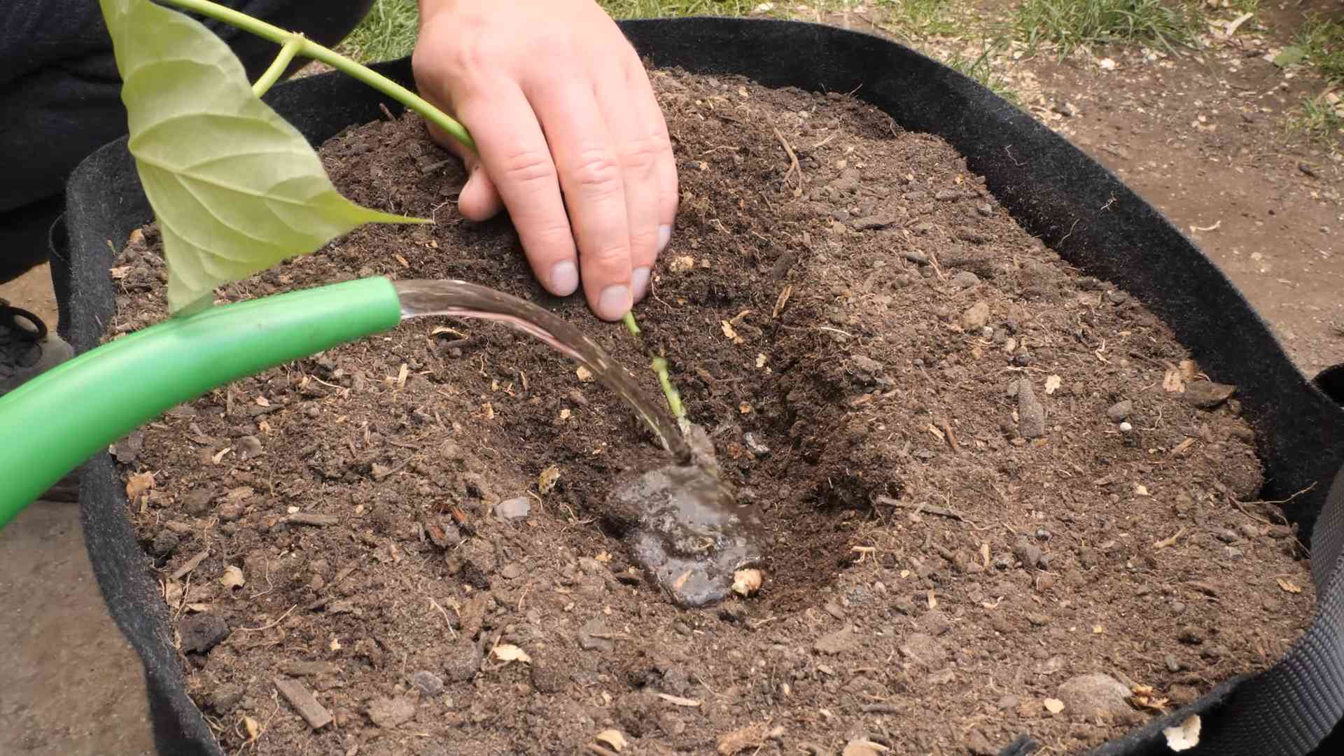 Süßkartoffel Stecklinge ziehen