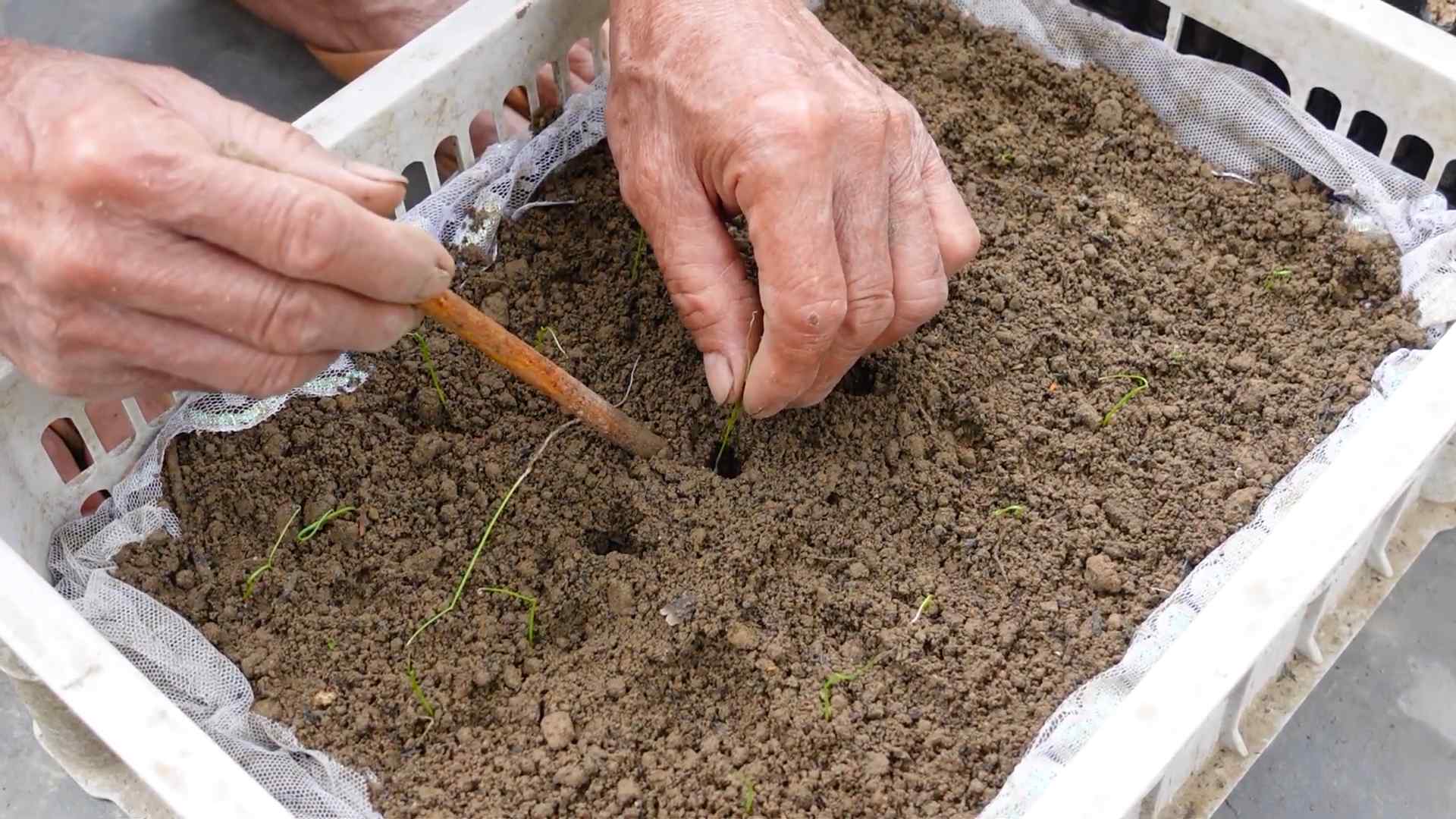 Lauch Pflanzen Anleitung Zuhause