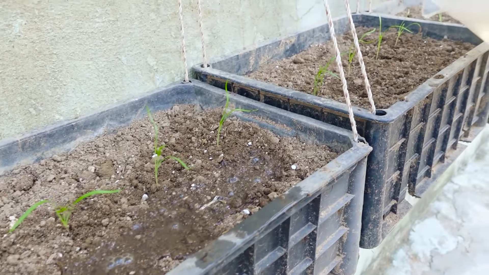 Dill Jar Garden DIY