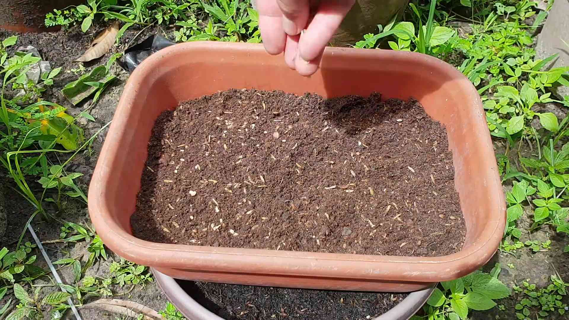 Tomaten ganzjährig drinnen anbauen