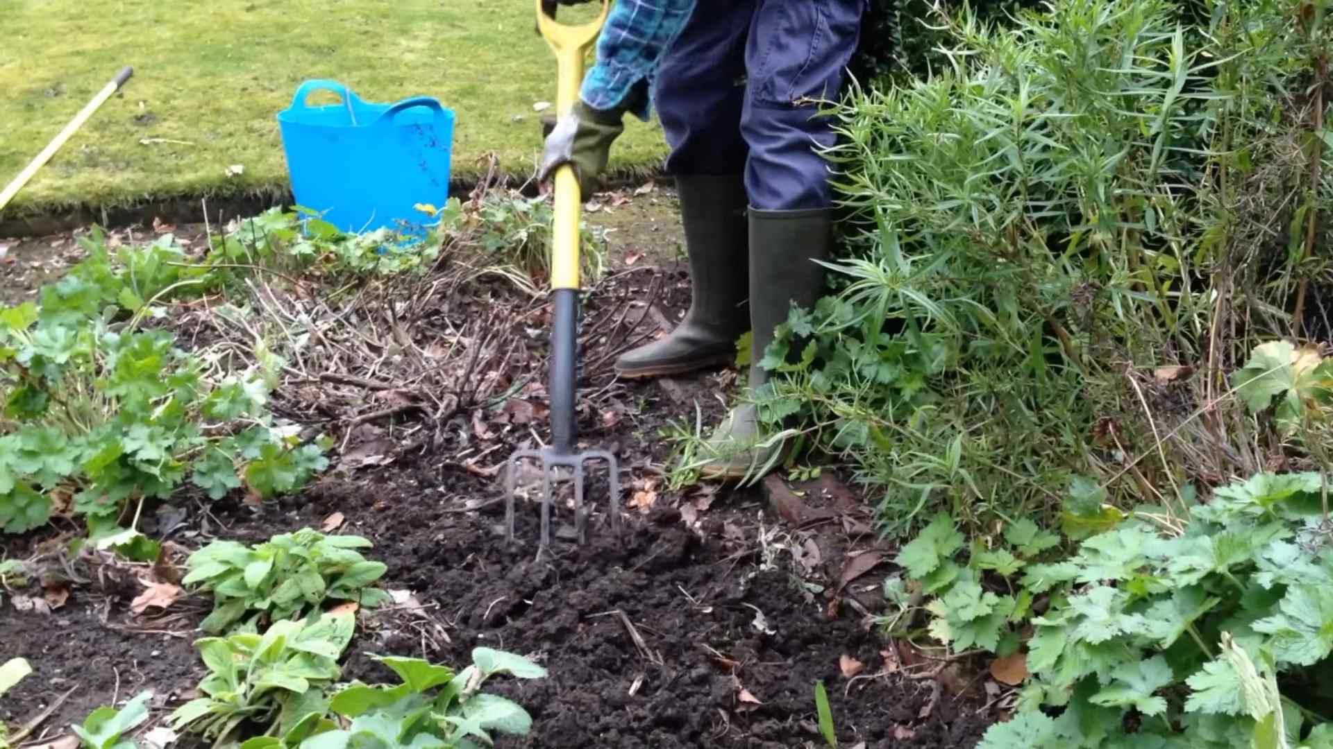 Blaubeeren im Garten anbauen