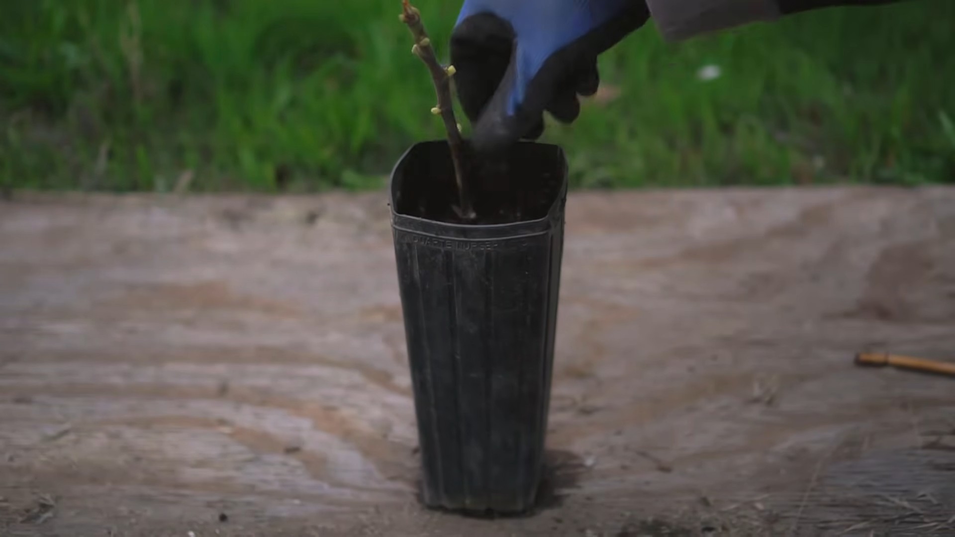 Feigen pflanzen im Garten