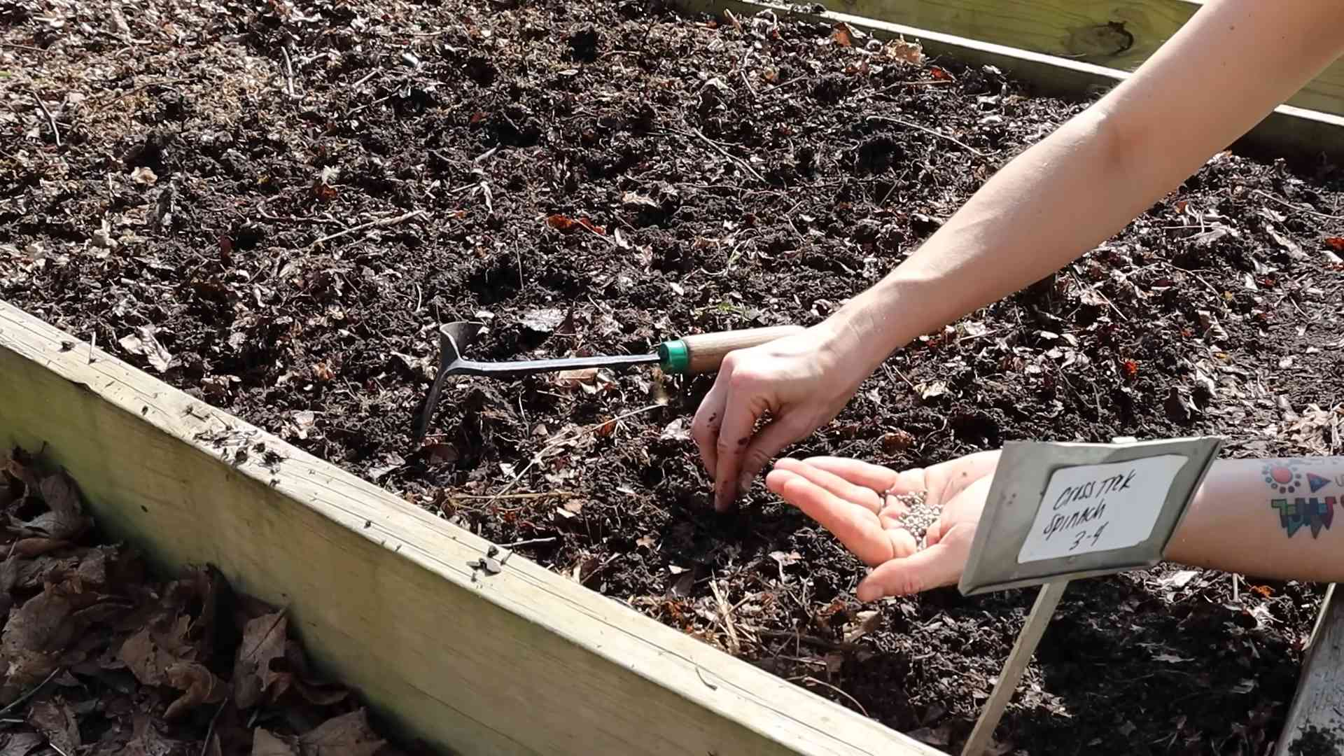 Spinat ernten selber machen
