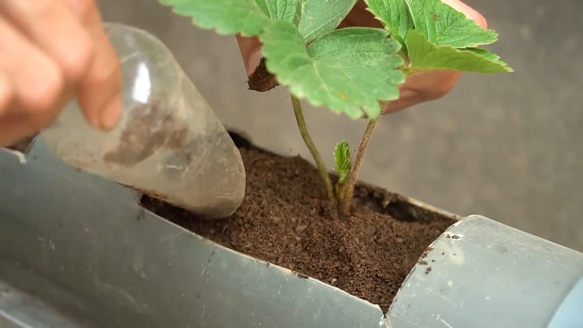 Erdbeeren anbauen Tipps