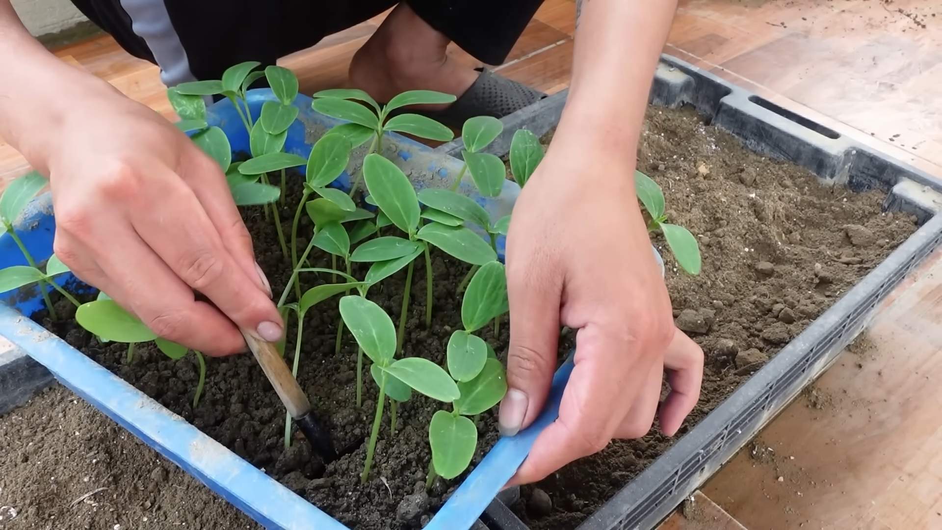 Gurkenanbau einfach gemacht
