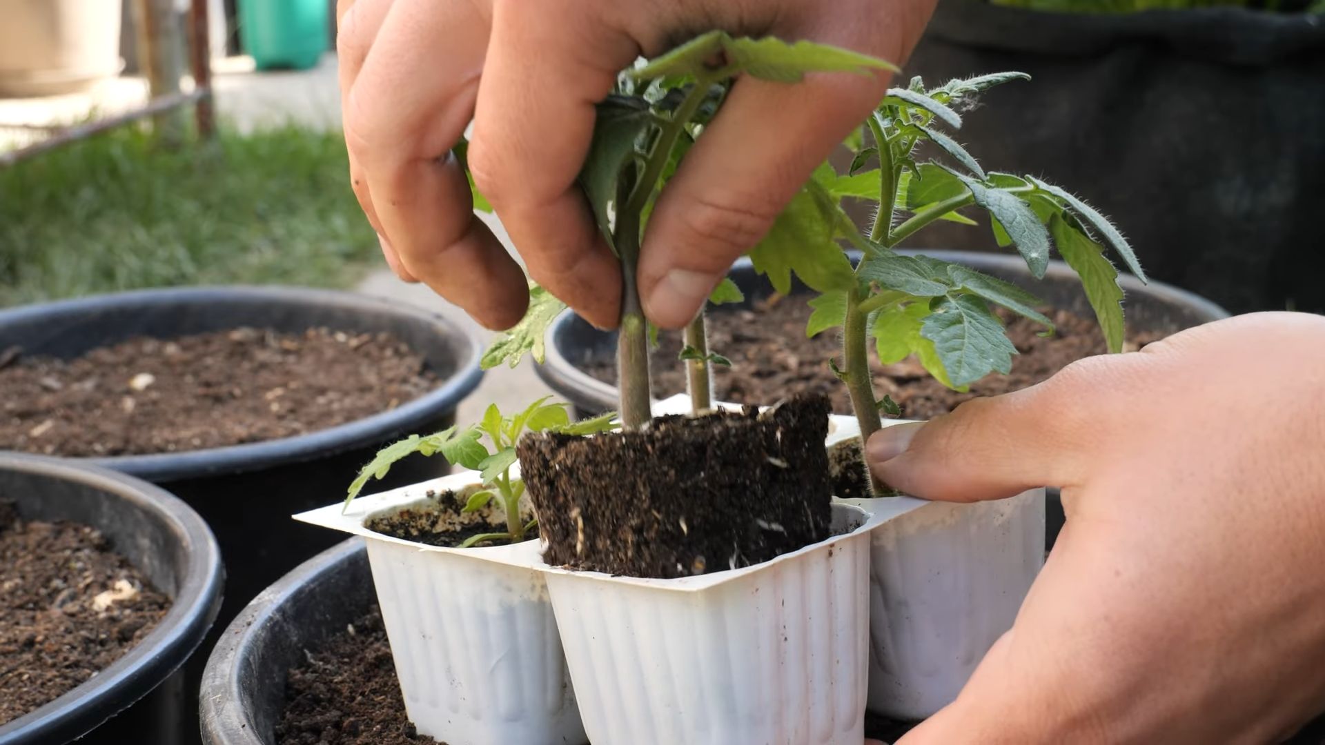 Kirschtomaten selber anbauen