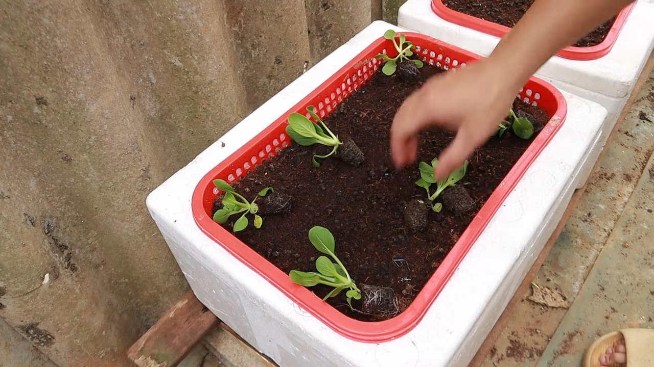 Indoor Bok Choy Anbau