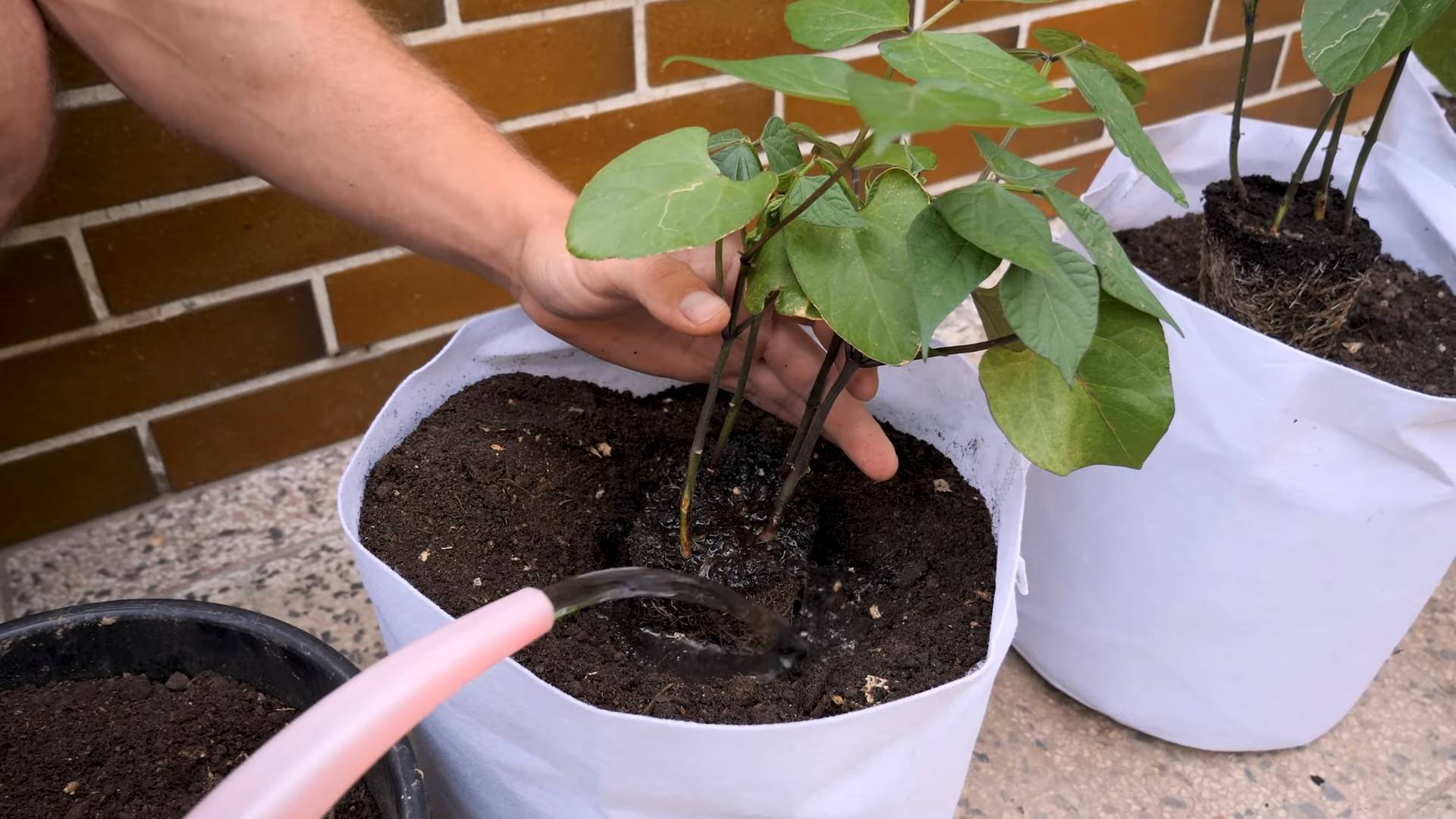 Paprika Anbau Innenraum