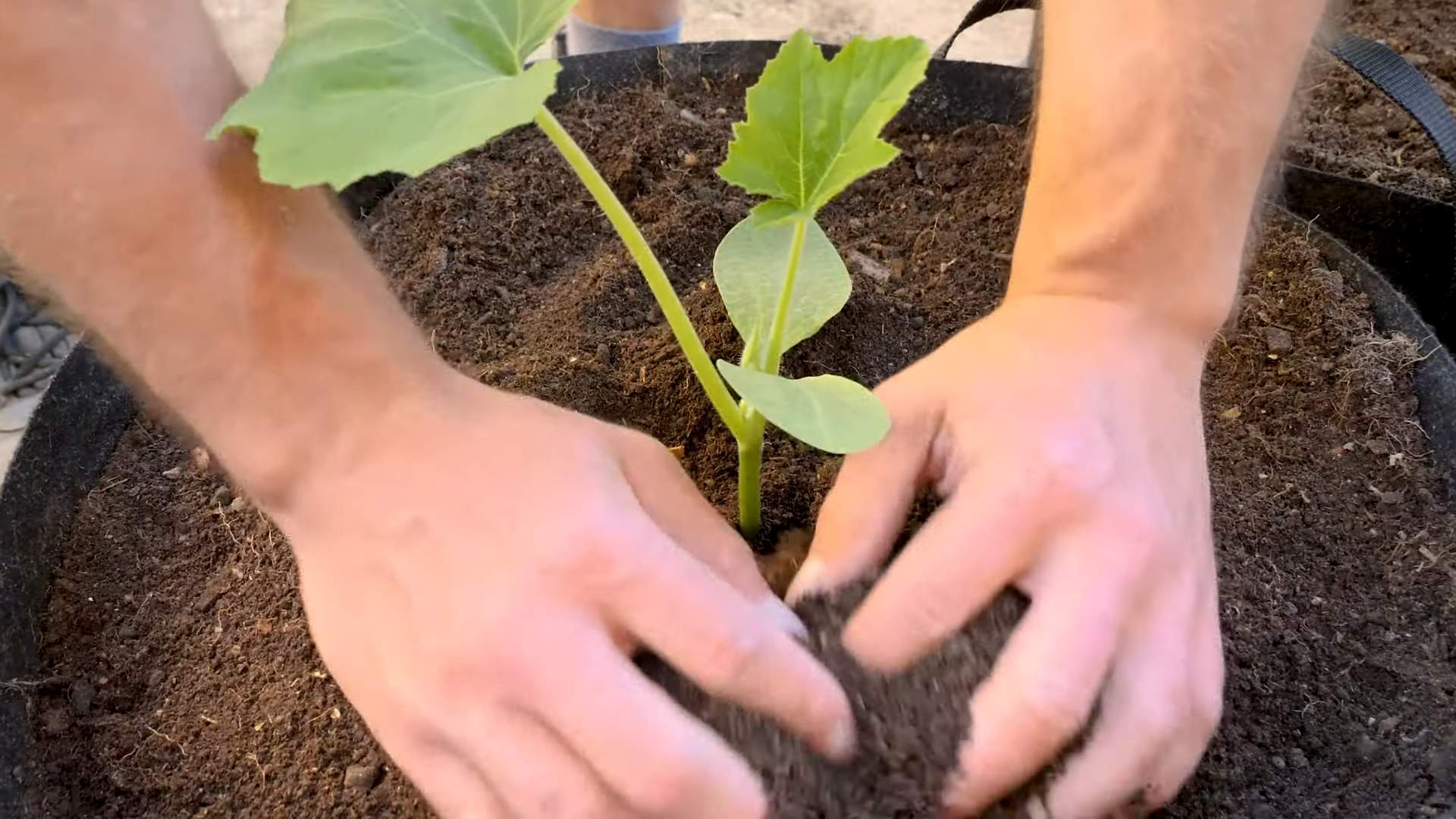 Sommerkürbis anbauen Tipps