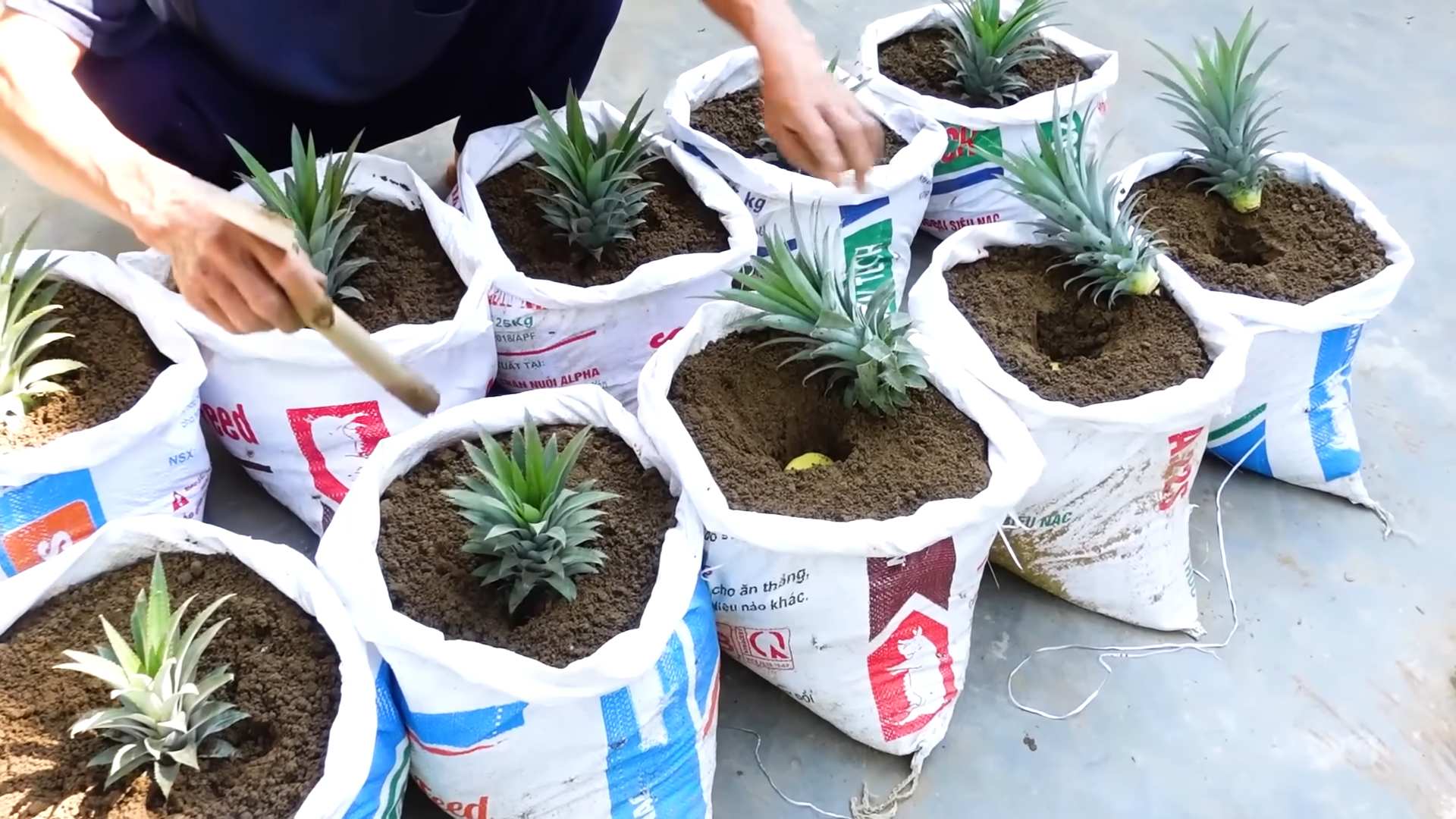Ananas selber pflanzen