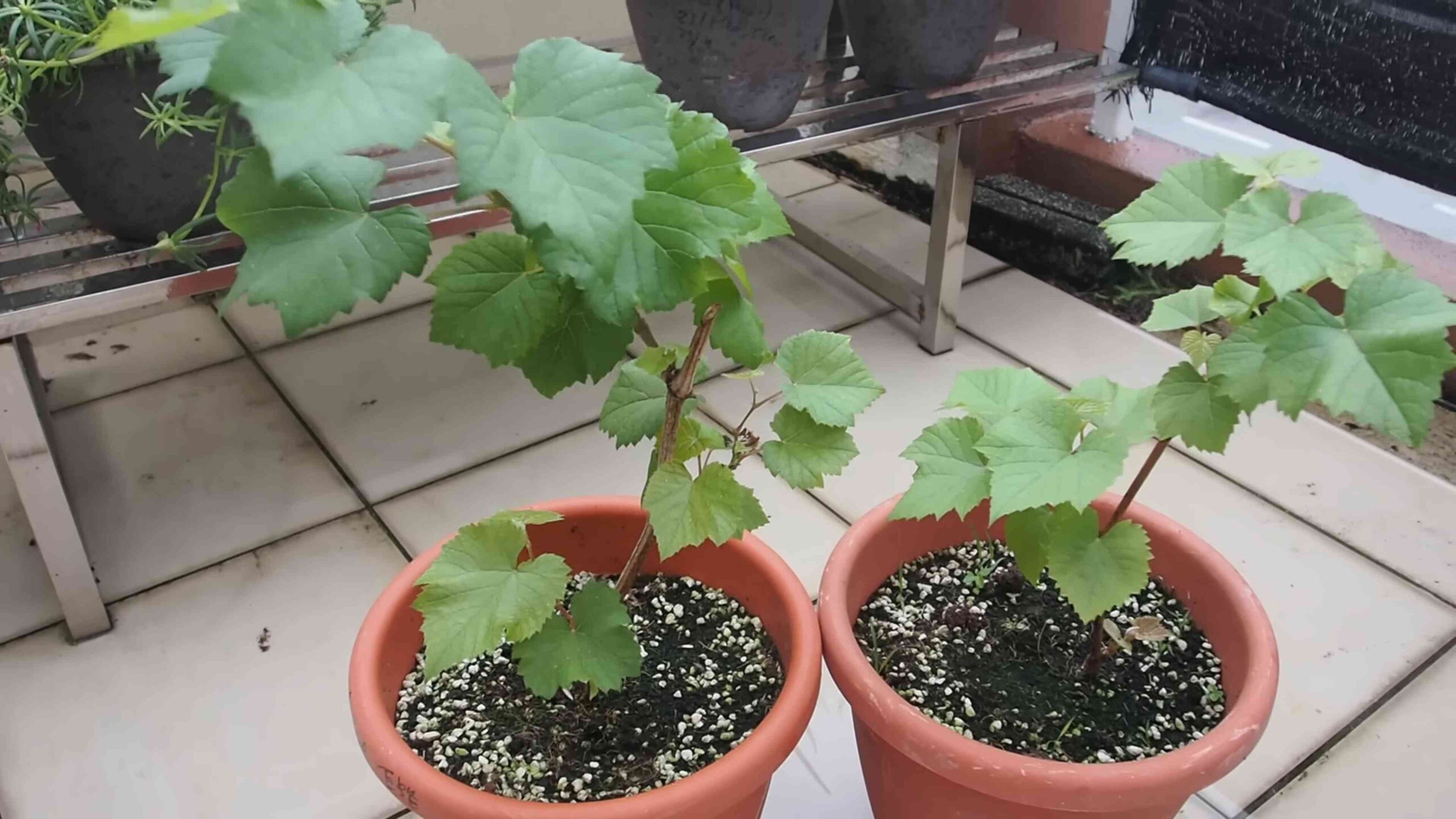 Weinreben selber ziehen
