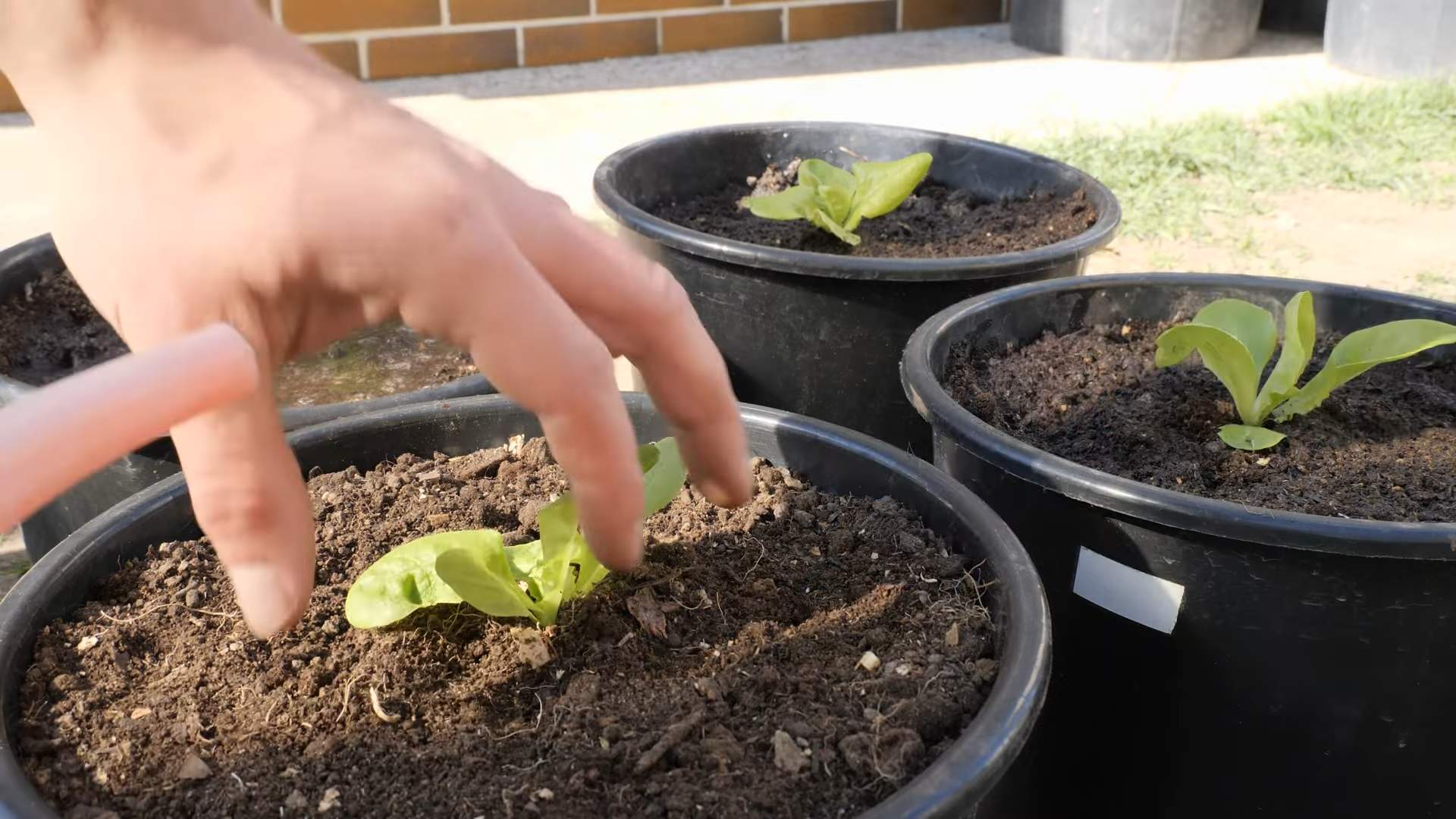 Salat anbauen im Topf