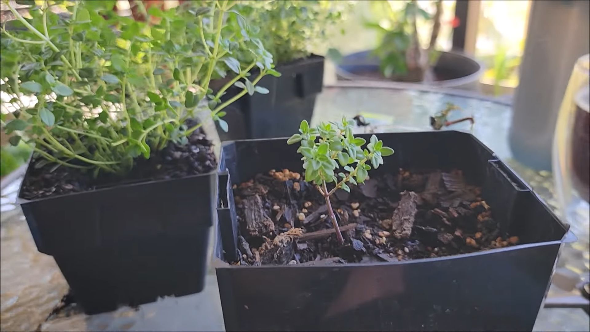 DIY Thymiananbau Zuhause
