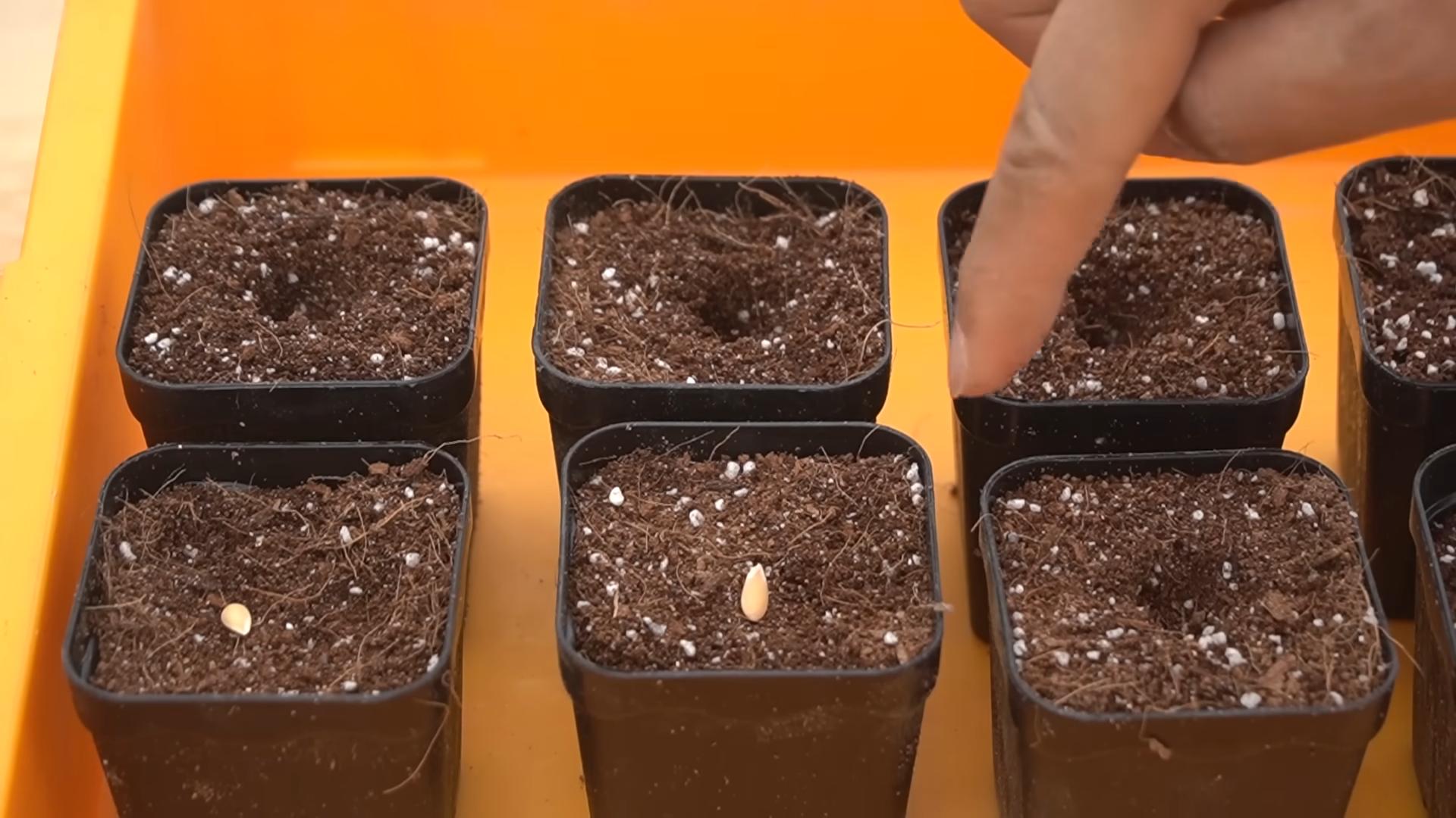 Melone ernten zu Hause